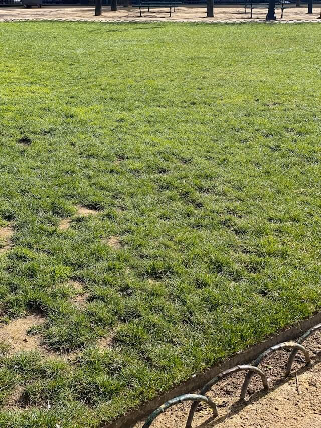 Close-up of a green lawn with aeration holes and a curved metal lawn edging at the bottom right corner.