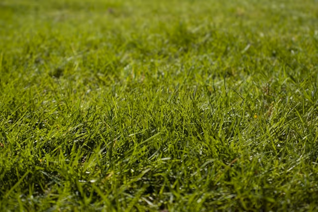 Close-up of healthy green grass blades covering the ground.