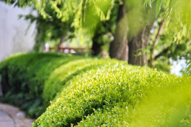 Close-up of a well-maintained green bush hedge with trees and leaves in the background.