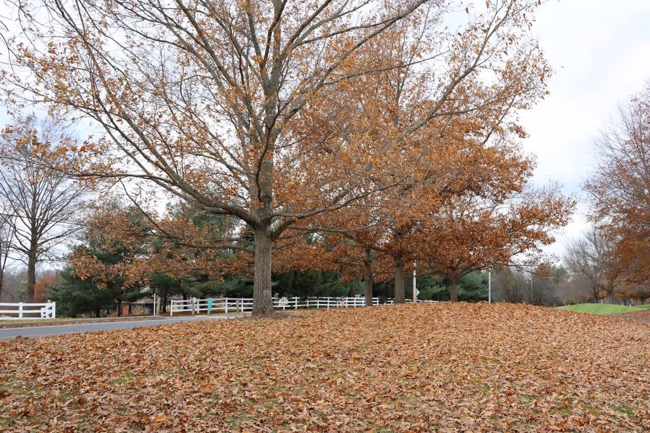 Large deciduous trees with brown autumn leaves standing over a ground covered in fallen leaves near a road with white fences.