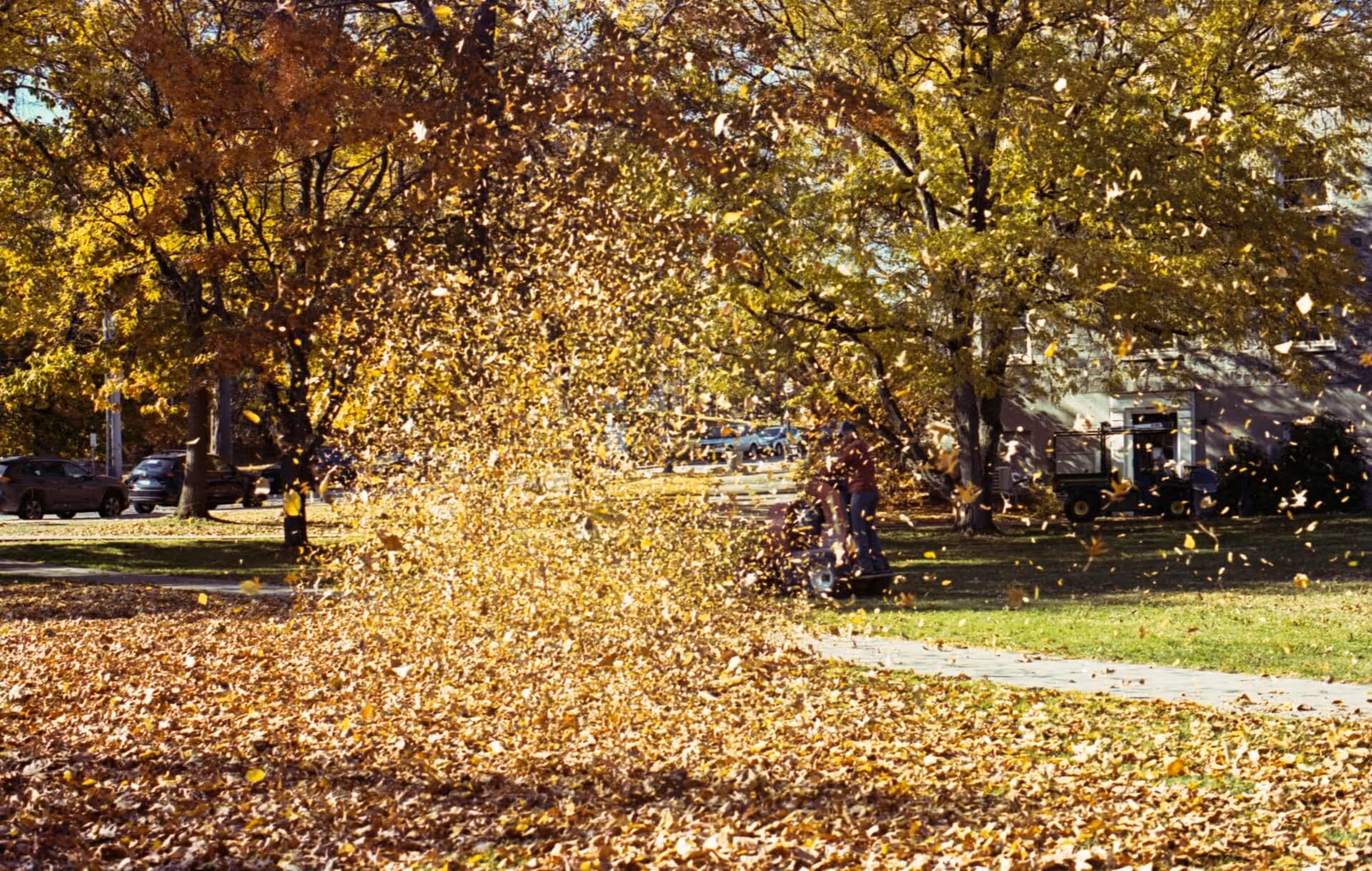 Person using a leaf blower on a lawn covered with fallen autumn leaves near a sidewalk and trees.