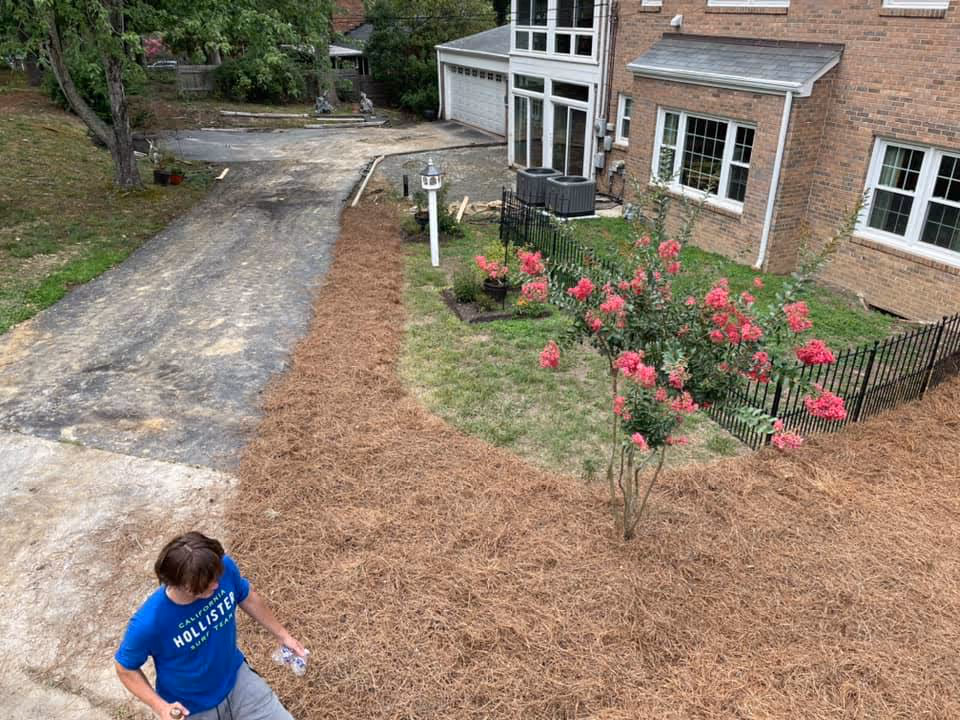 Residential front yard with a brick house, a young flowering tree with pink blossoms, fresh mulch around the tree, and a person walking nearby.