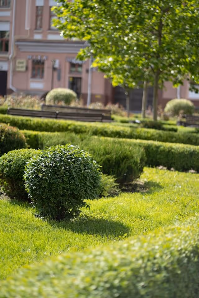 Sunlit neatly trimmed bush and manicured hedges in an urban park with trees and benches in the background.