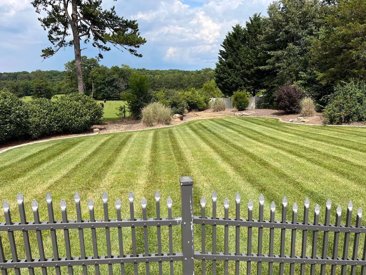 Well-maintained backyard lawn with striped mowing pattern behind a metal picket fence, surrounded by trees and shrubs.
